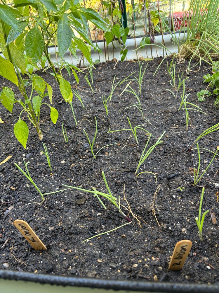 Some of the over-winter onions I planted today. These have been growing indoors under a grow light for about the last couple months. 