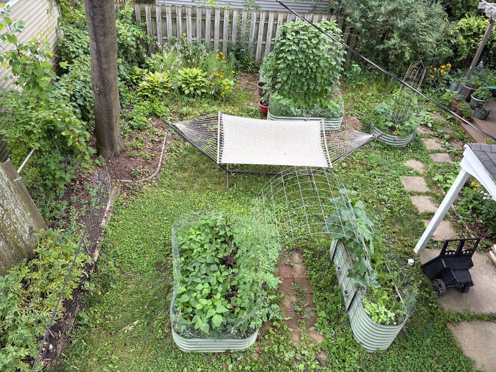 Aerial view of the back yard. 

Front, left to right: potatoes, bush beans, greens, roots, tomatoes, cucumbers, more roots, more greens, and herbs. 

Behind the hammock you can see the pole beans have filled up the trellis, and the bed in front has more bush beans and herbs. The bed you can’t see behind the trellis has bush beans, zucchini, eggplants, brassicas. 

Round bed back right is tomato surrounded by roots, bush beans, and herbs. 