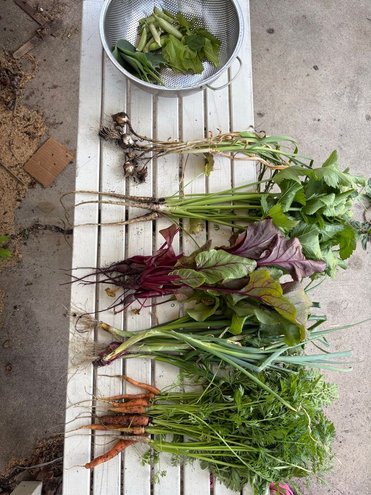 Afternoon harvest. All miniature and perfect for minimally-processed stir fry dinner. Carrots, onions, beets, parsnips, garlic, brassica greens, lettuce, and the last of the peas. 