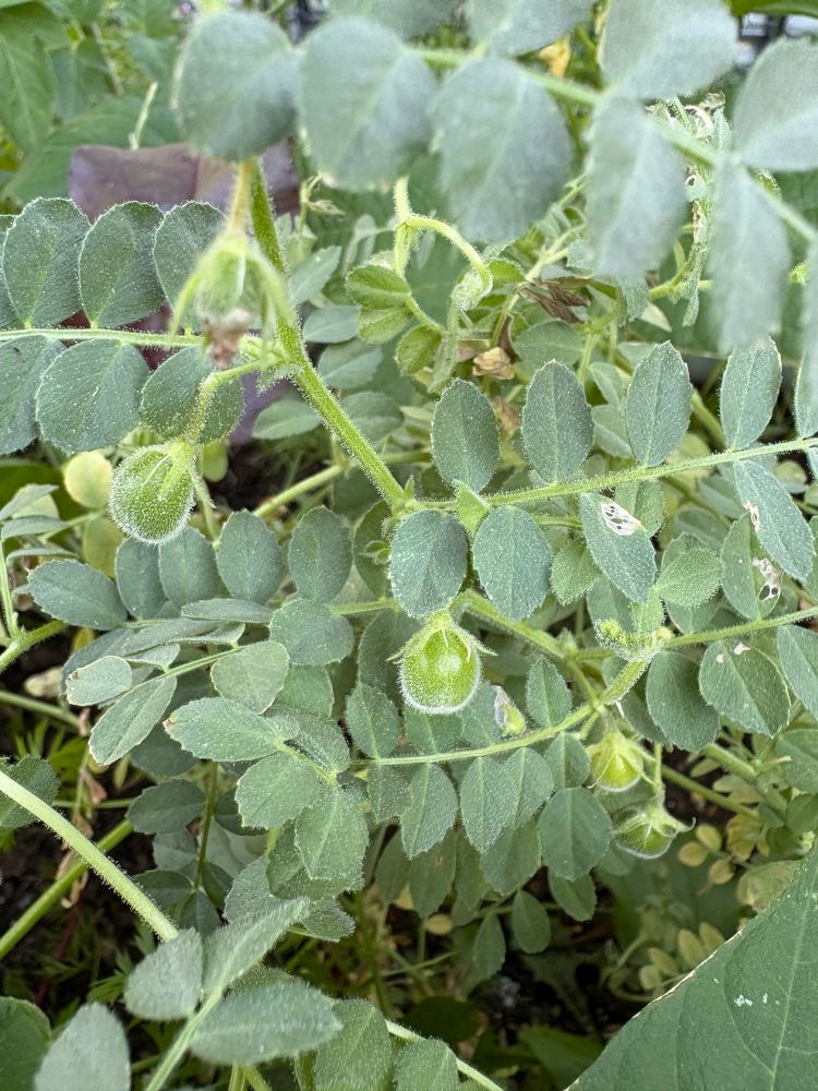 Garbanzo beans