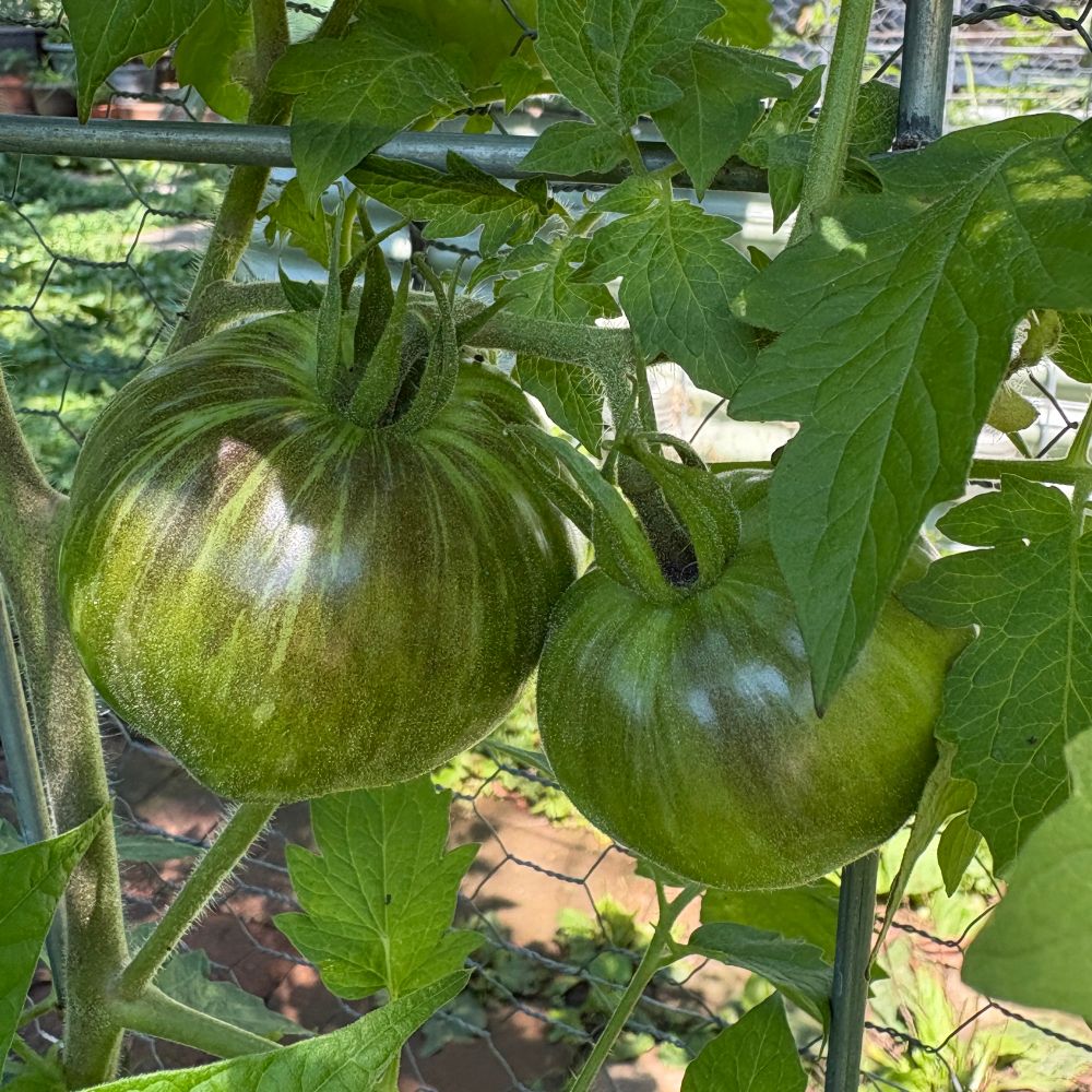 Alice’s Dream beefsteak from Baker Creek. Will be yellow with red streaks. 