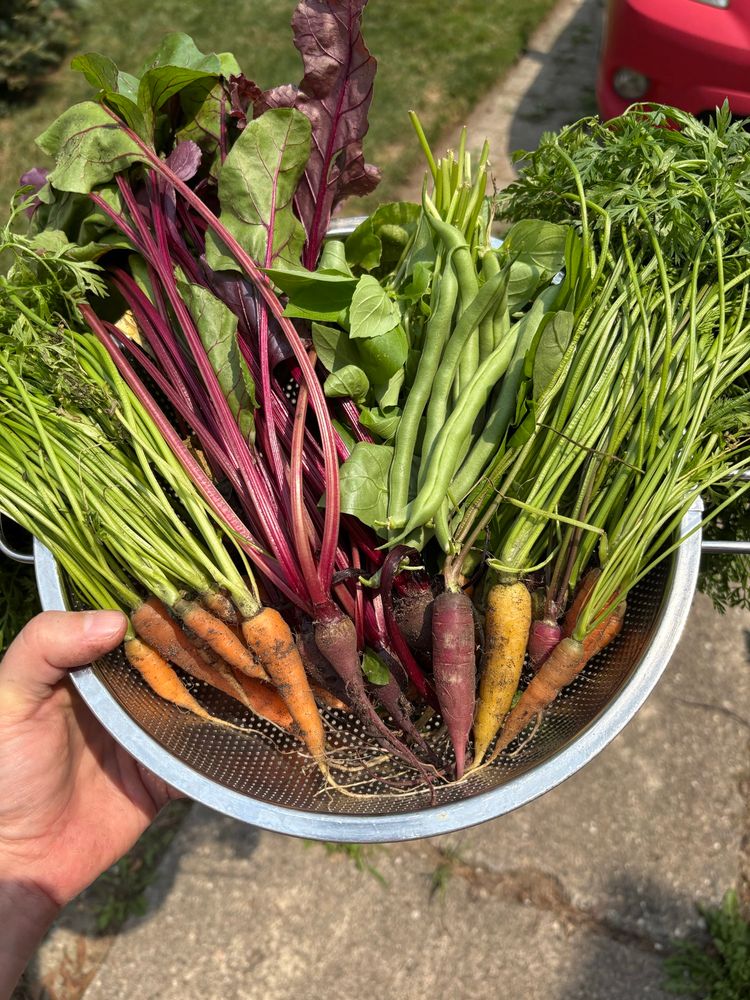 Carrots, beets, basil, and green beans fresh from the garden in a colander. 