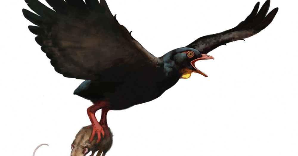 Oldest-known birds of prey lived alongside T. rex in North America