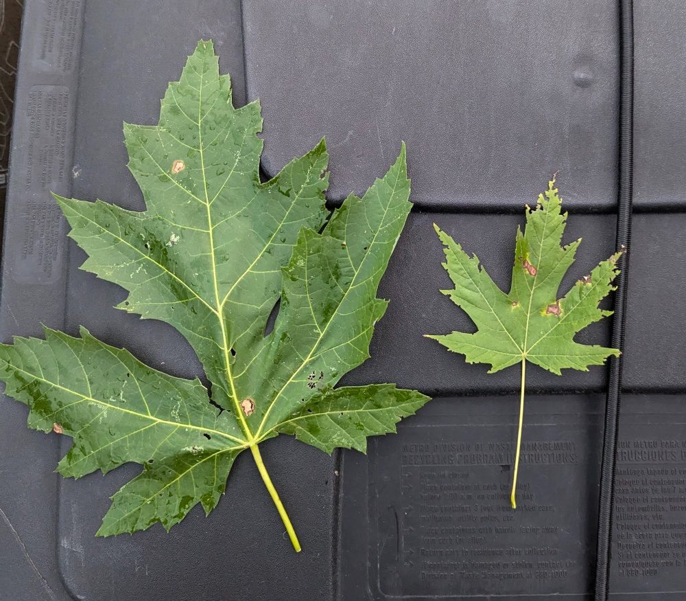 Huge maple leaf, nearly a foot squared. Shown next to a normal-sized, mature maple leaf for comparison, which is only approx one-third the size.