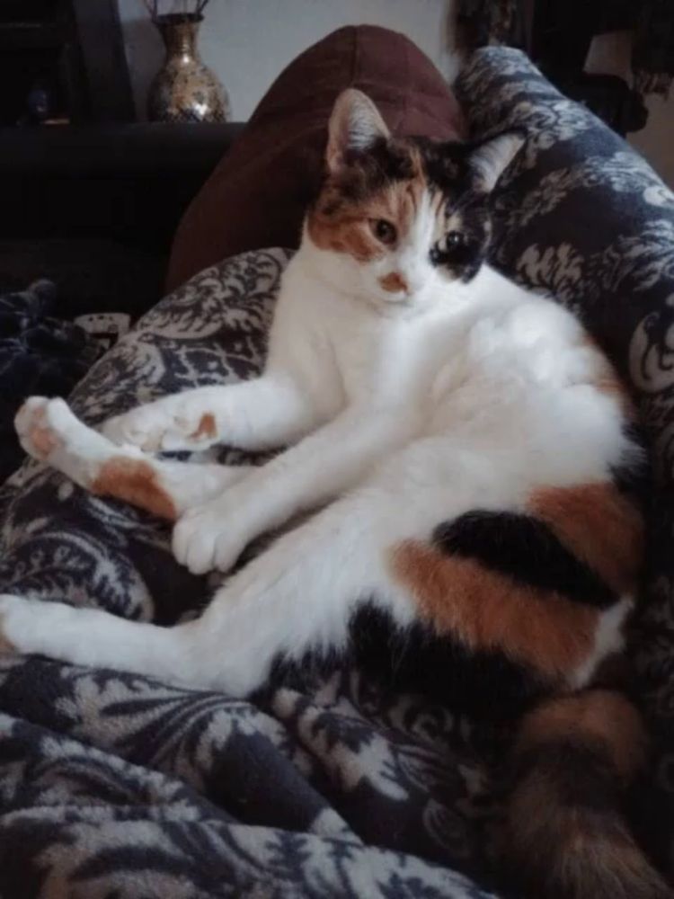 a calico cat laying on a couch with its paws crossed