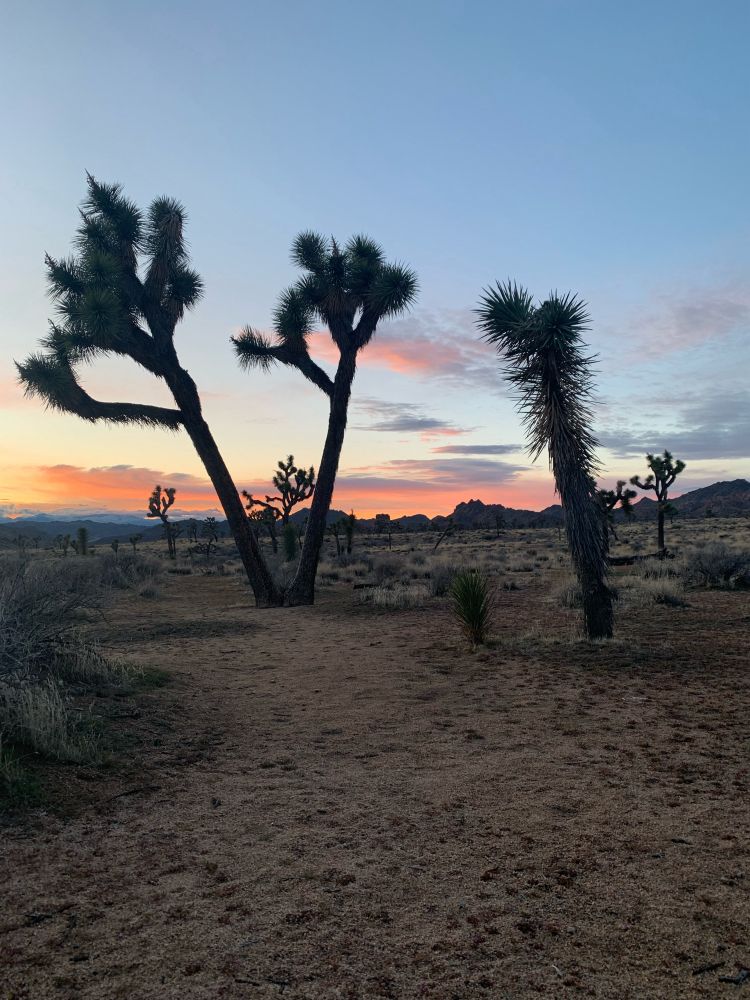 Joshua-Trees im Abendrot