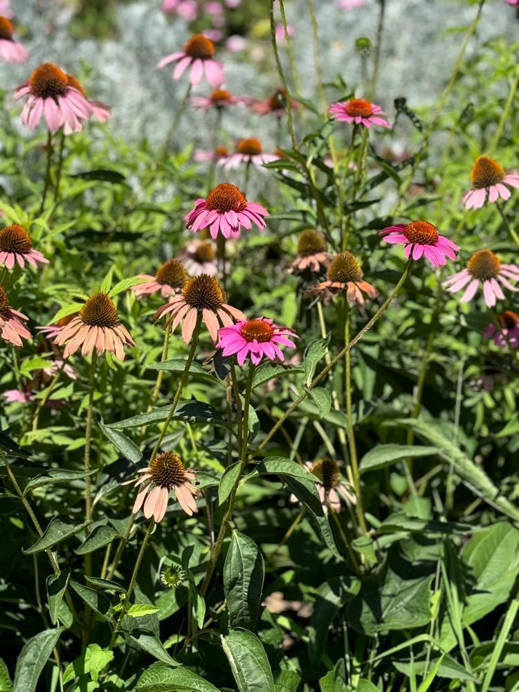枯れかけているのも混ざっている天を向くムラサキバレンギクの写真