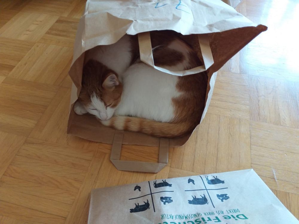 Eine rot-weiße Katze liegt zusammengerollt in der Öffnung einer Papiertüte. Sie wirkt schläfrig. 