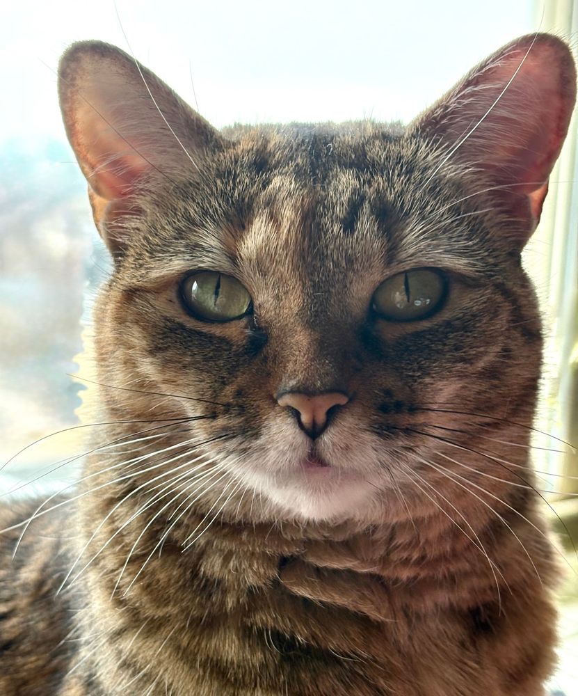 Face of a brown tabby cat looking directly at us with her yellow-green eyes. She has a beautiful face.