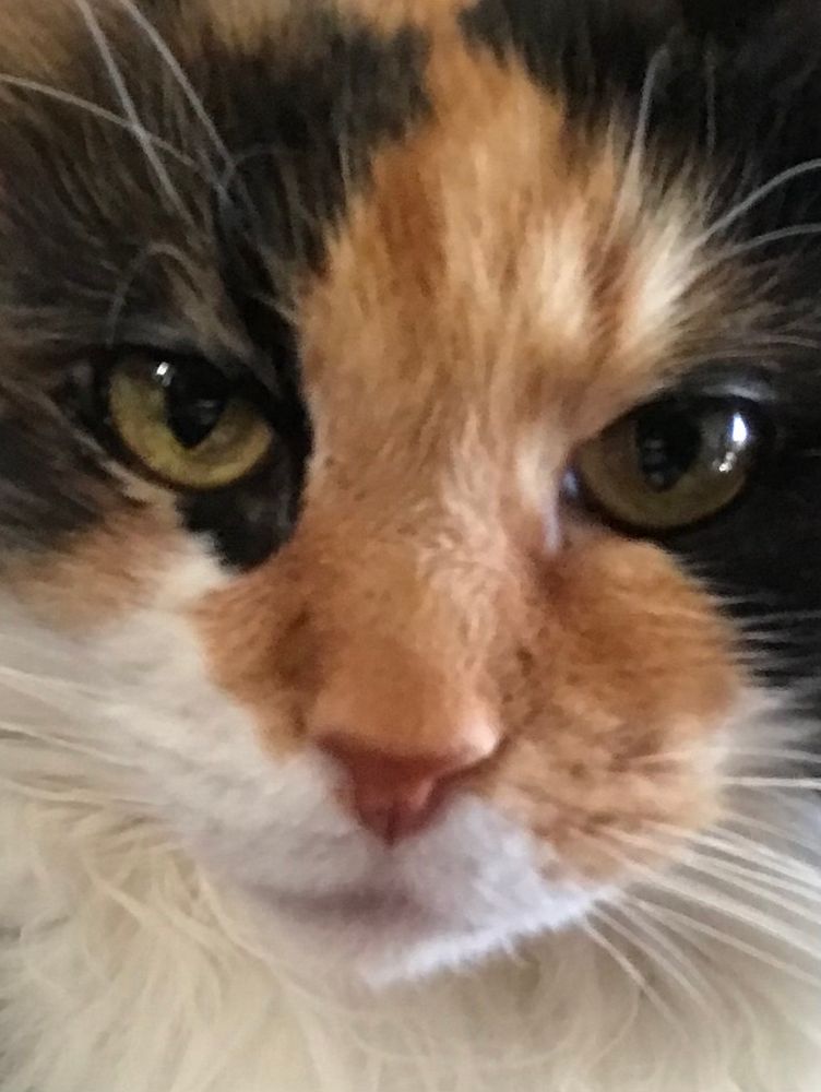 Extreme close up of a long haired calico cat’s face. (Orange, black, and white.) She looks both jaded and disappointed. 