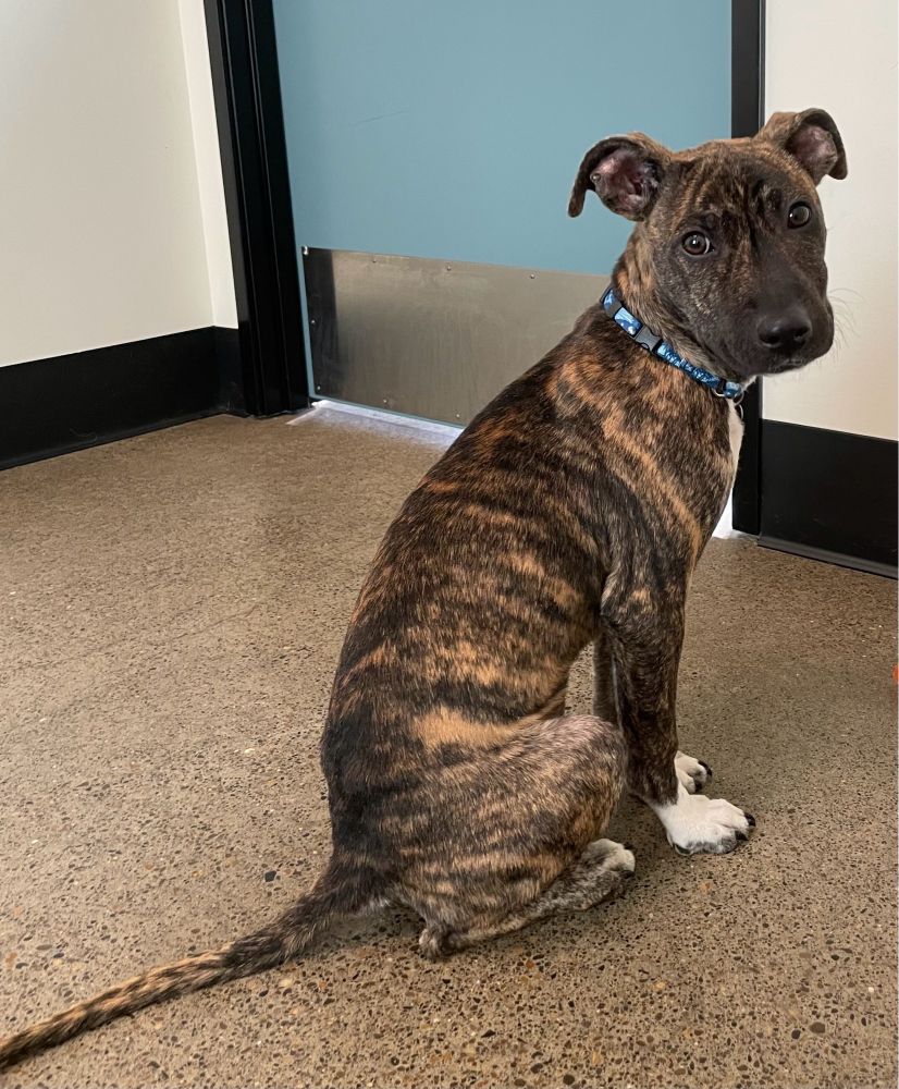 Dark brown brindle coated pit bull puppy. Sitting and looking to the left of us, aware she’s about to be adopted, but still holding her breath. She is ADORABLE.
