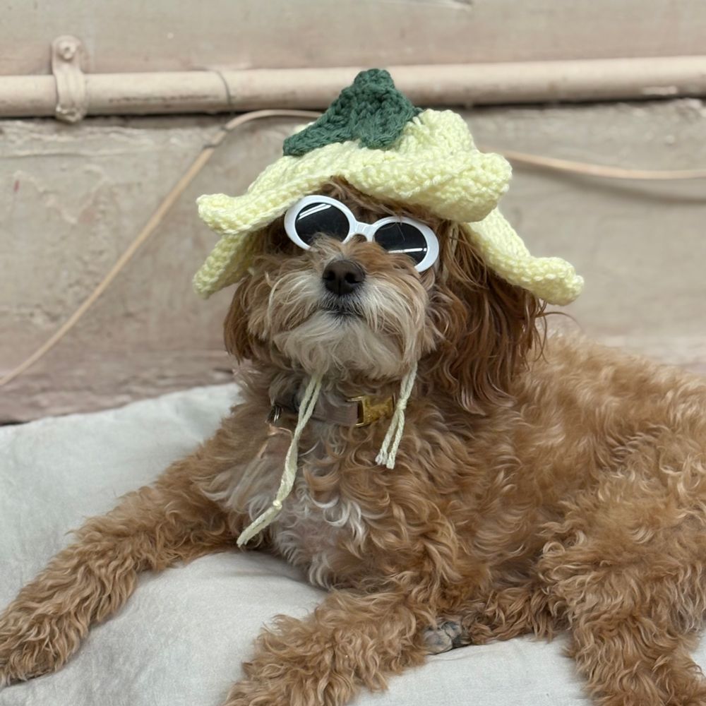 Fluffy, reclining, light beige dog, wearing white rimmed sunglasses, a yellow and green crotched hat, and a world-weary expression.