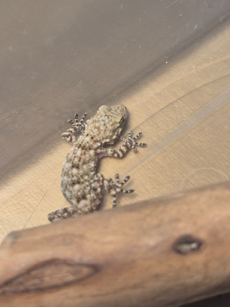 Gecko