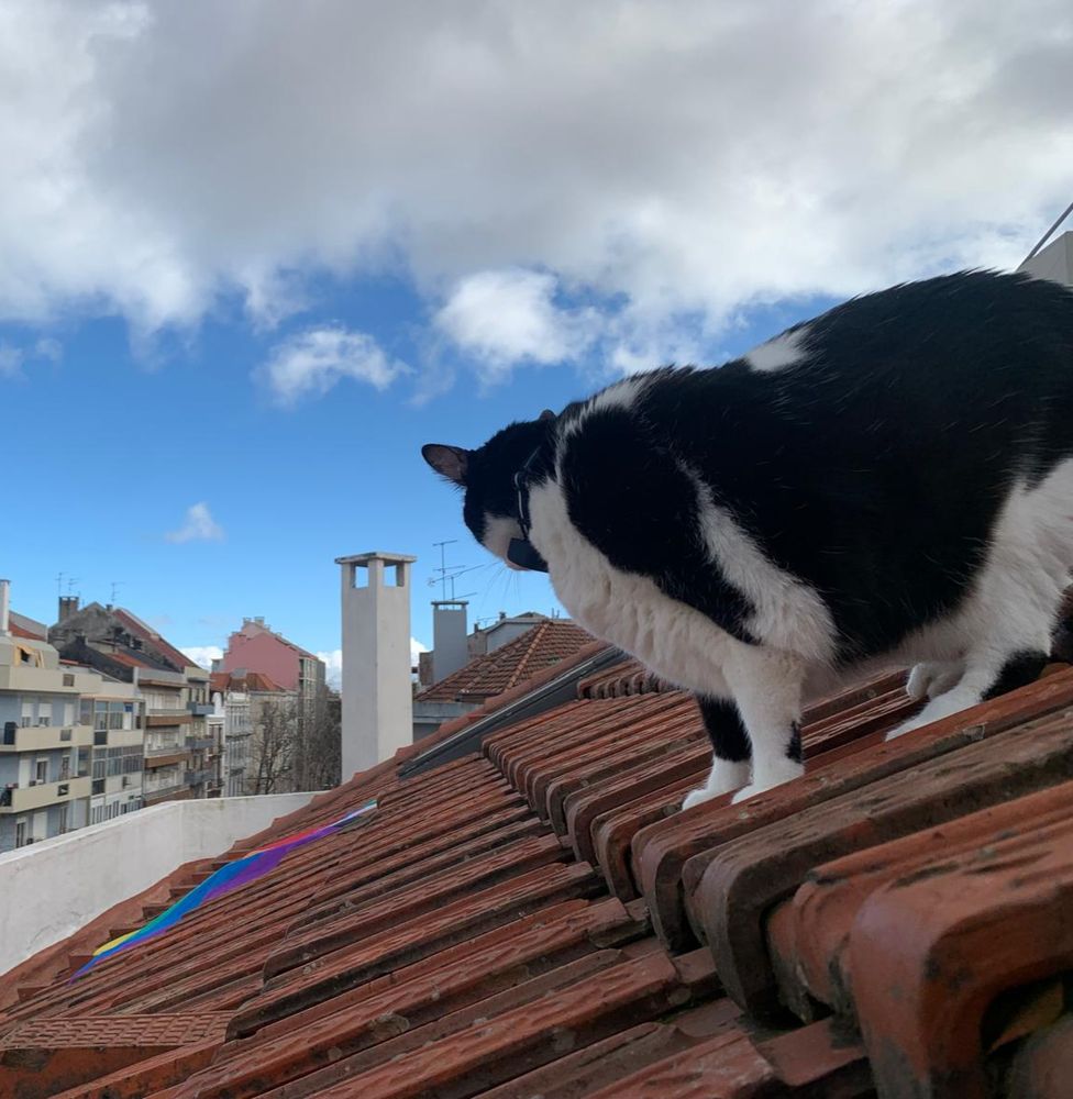 Timmy this past spring on a roof (big)