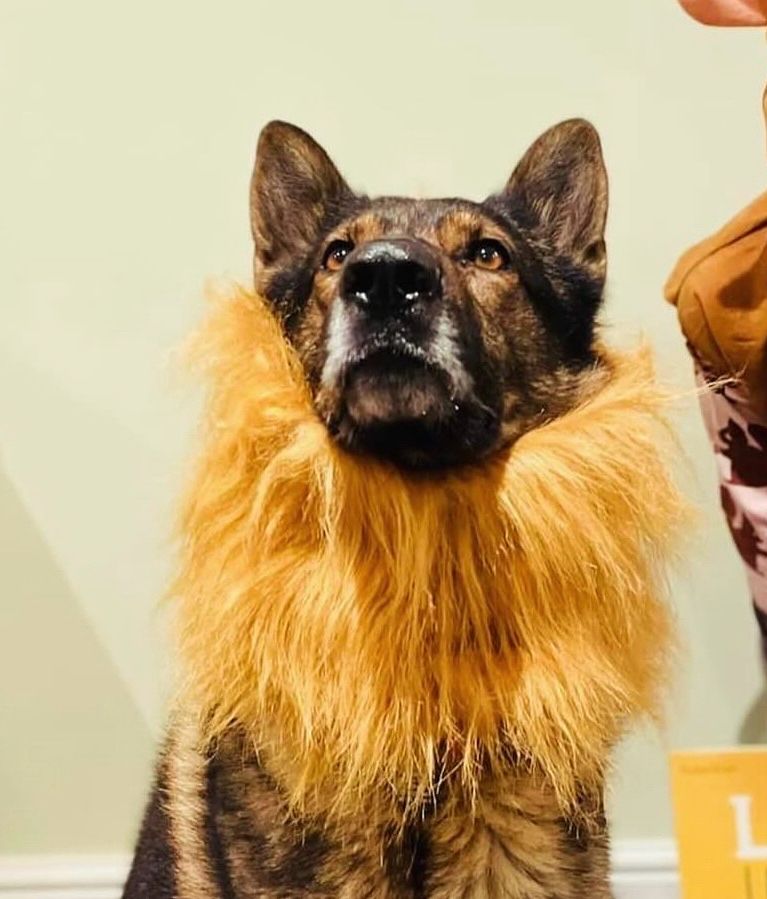 A German shepherd dog wearing a lions mane