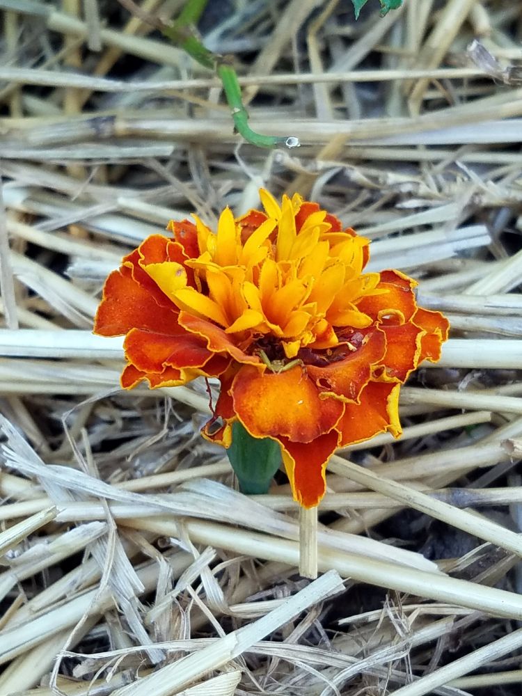 A photo of an orange marigold blossom in pieces of straw in a garden.  Inside the marigold sits a small green spider, waiting for prey