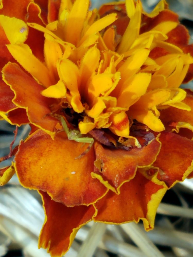 A close-up photo of an orange marigold blossom in pieces of straw in a garden.  Inside the marigold sits a small green spider, waiting for prey.  Photo taken with an old Samsung cell phone, not with the proper equipment for such a close-up shot