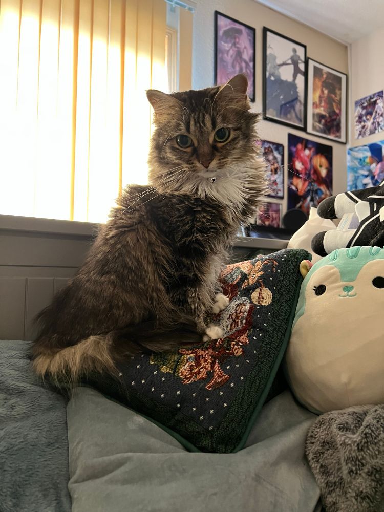 Smol fluffy cat sits atop plushies and mini pillow as a queen
