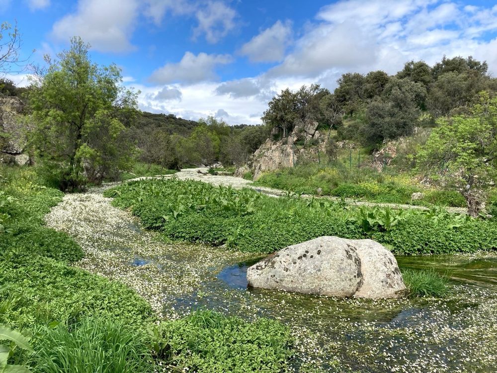 La zona de piedemonte de la sierra de Guadarrama presenta comunidades de anfibios diversas y con poblaciones bien interconectada