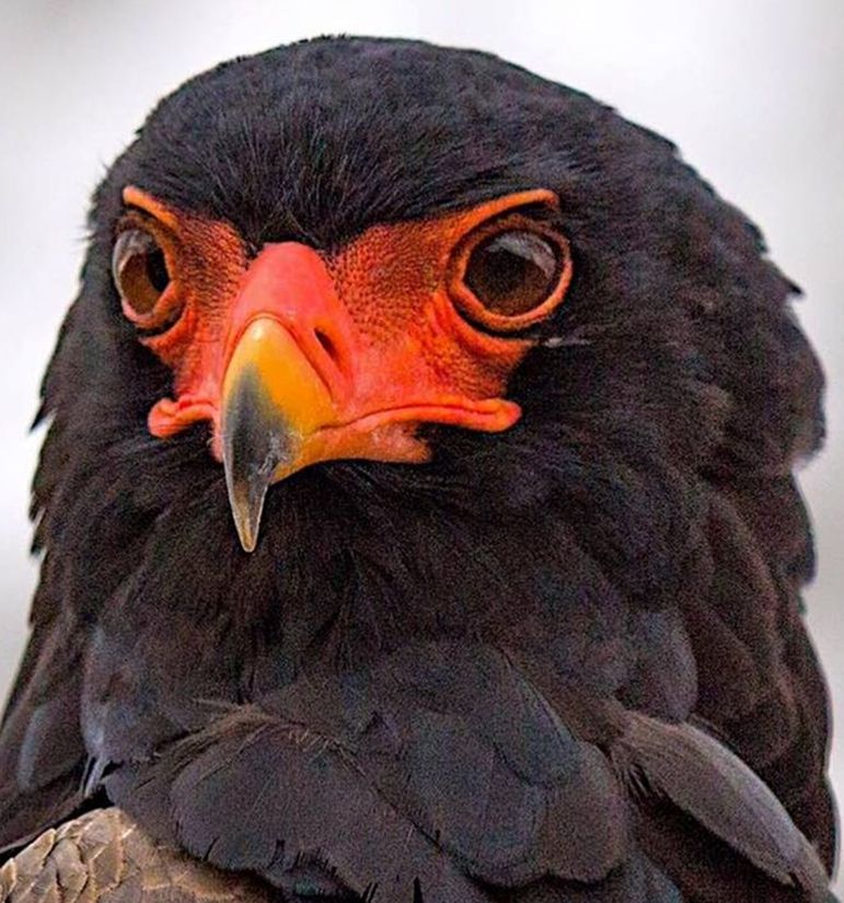 Battaleur Eagle looking griped