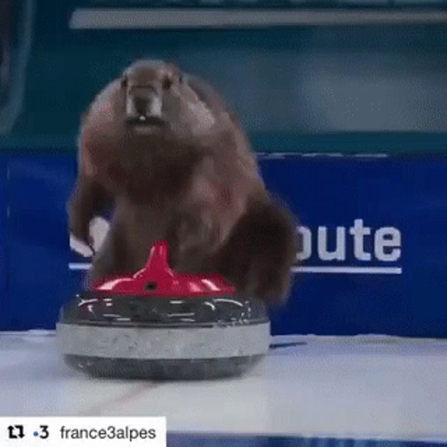 a squirrel is standing on a curling stone in front of a banner that says france3alpes