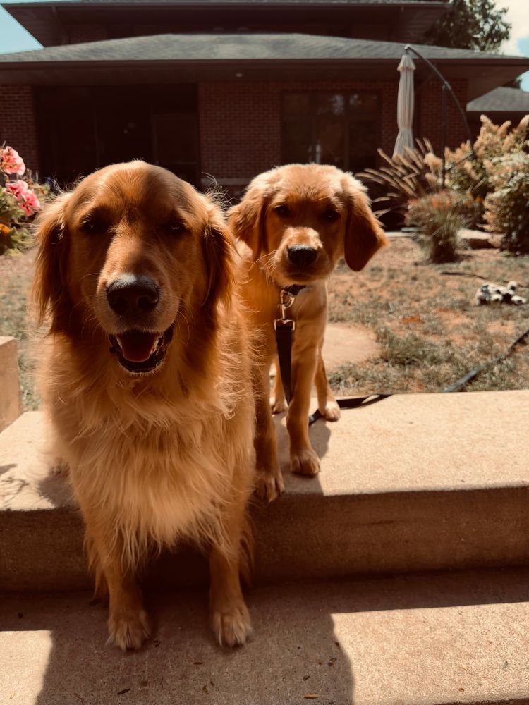 Photo of two golden retrievers, an adult and a puppy