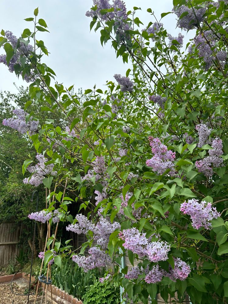 A lilac bush.