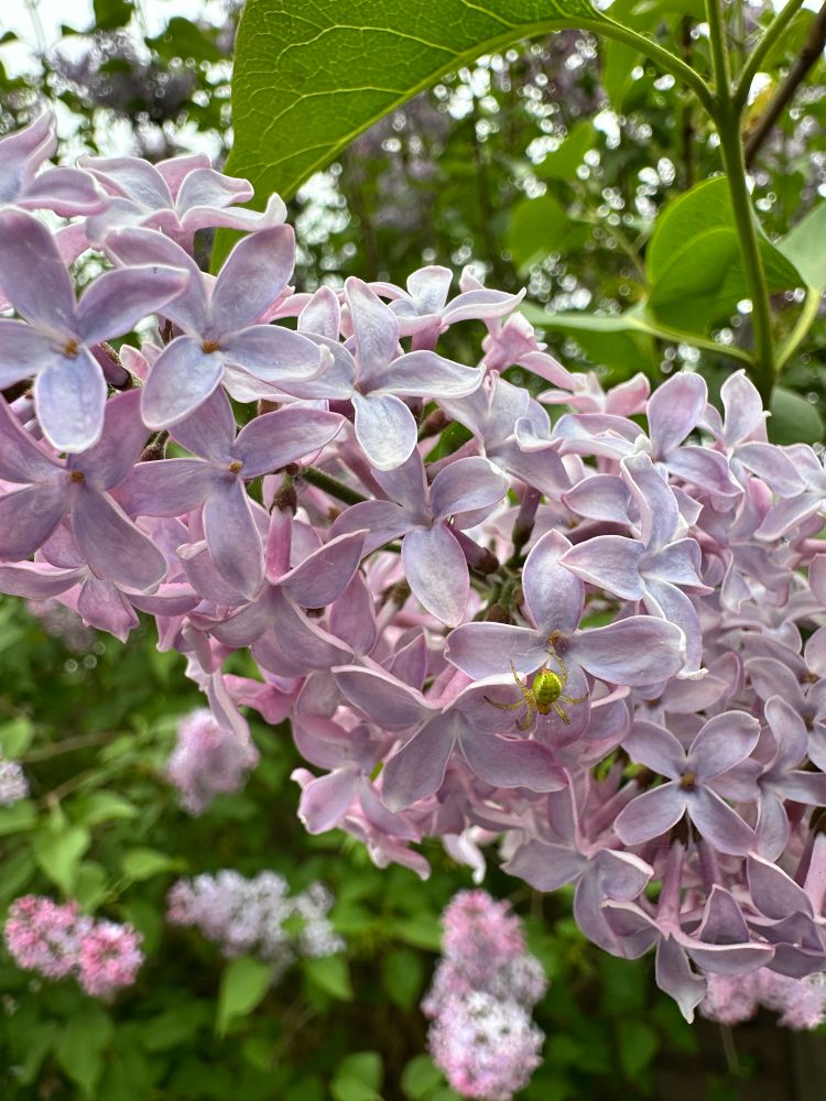 A little green spider sitting on a lilac flower.