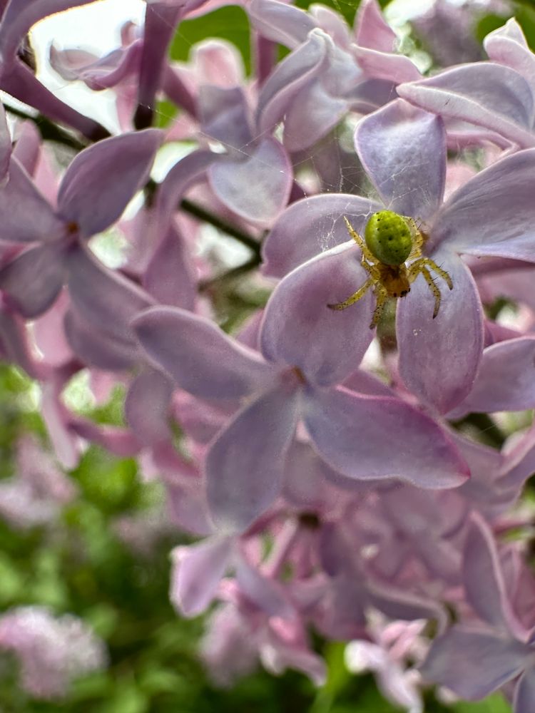 A little green spider sitting on a lilac flower.