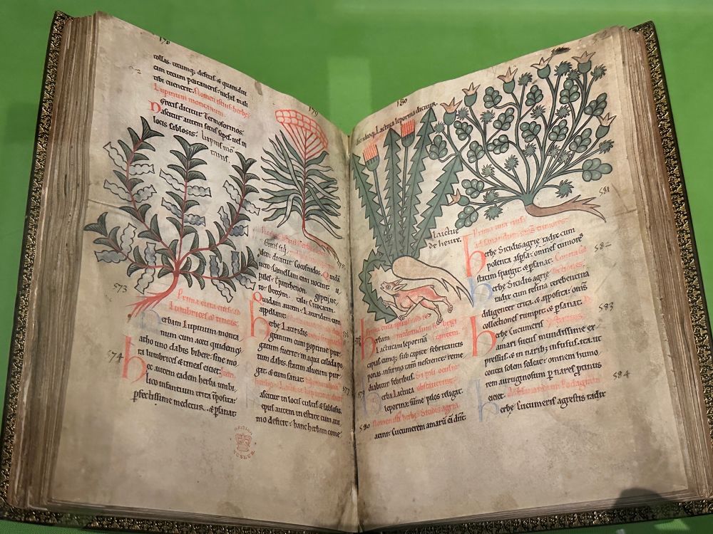 12th century plant book showing images of plants and text.
