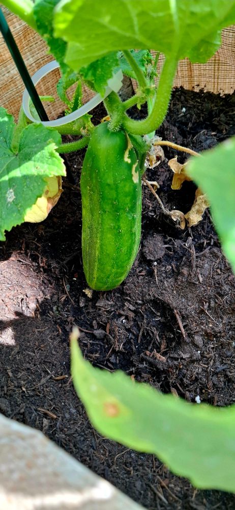 Home grown cucumber.