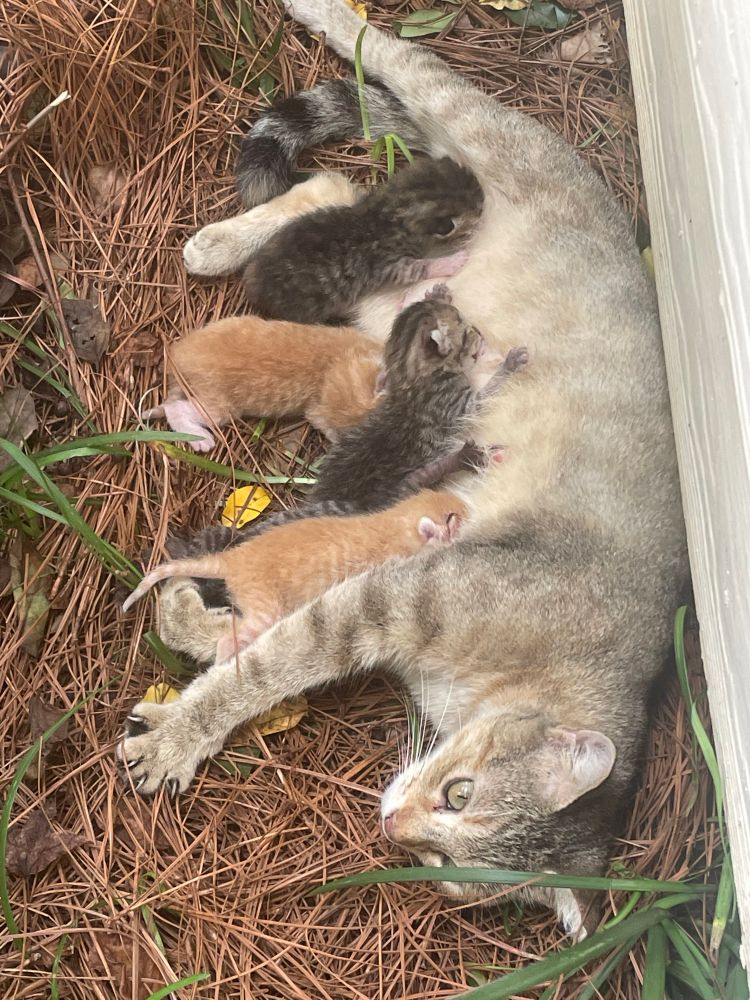 5 kittens breastfeeding on Lily, the mother cat (one is hidden behind the injured-front orange one’s tail)