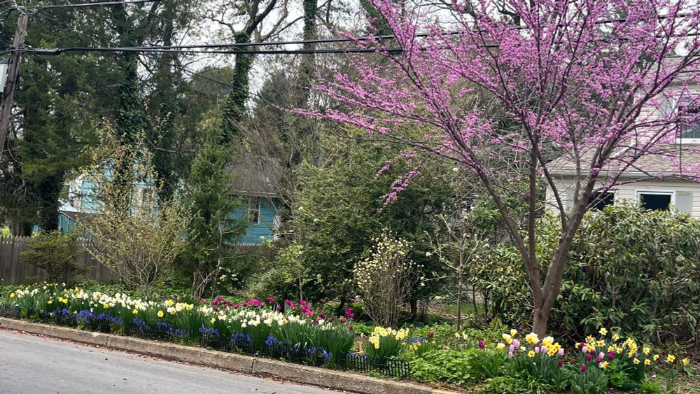 My neighbor’s curb includes daffodils, tulips, anenomes, and a redbud in full bloom. Her and my strawberries are also blooming already! 