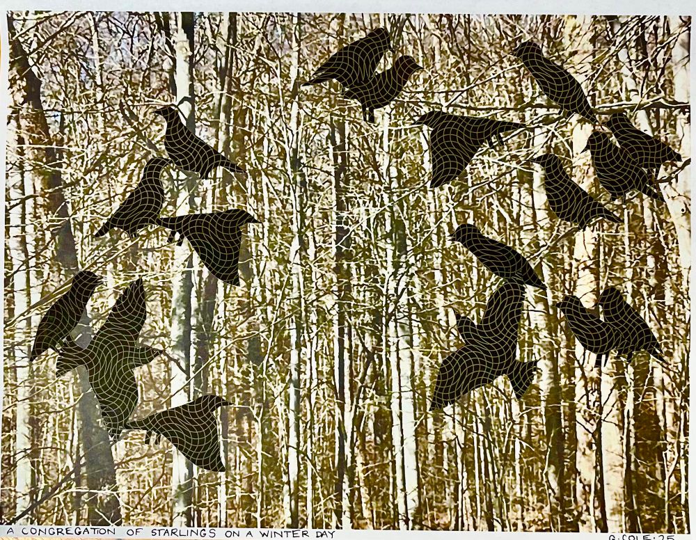 A dense wild woods of bare trees hosts a dozen or so sitting and flying starlings shown in sillouhette