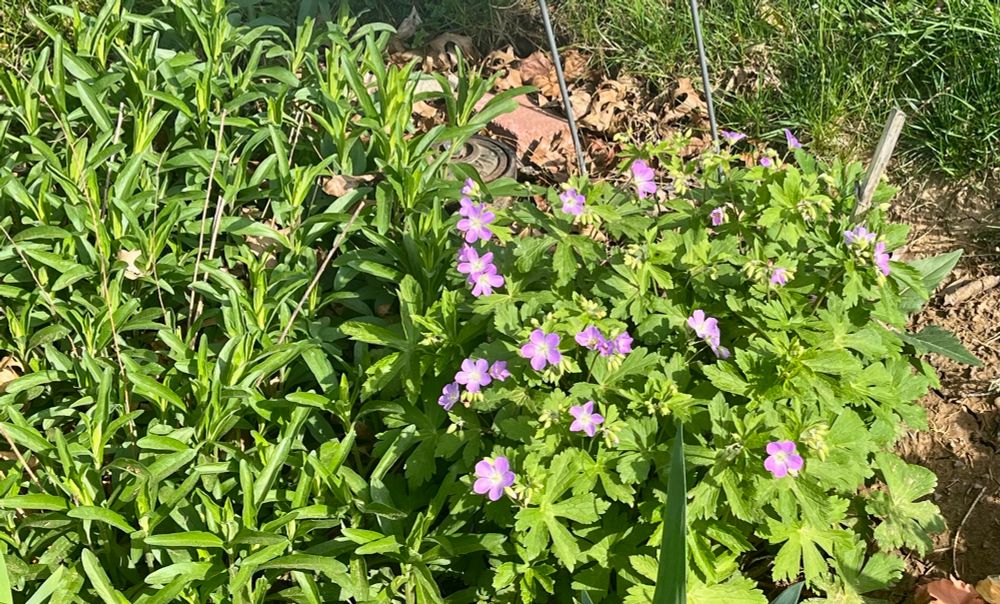Wild geranium is blooming, and native aster is leafing out vigorously. 