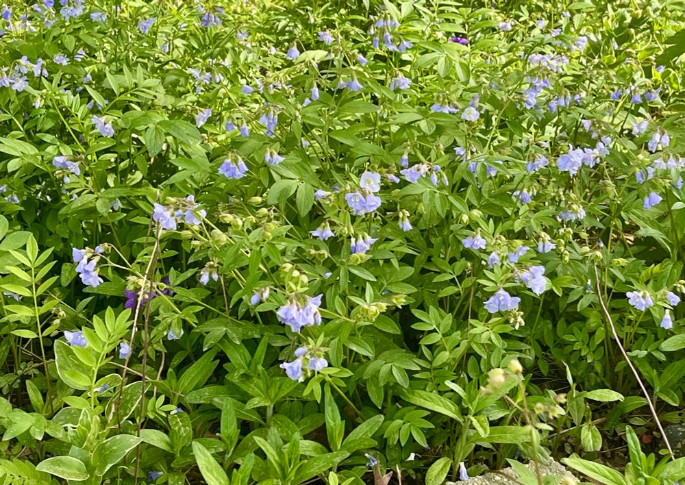 A bed of Jacob’s ladder. Spreads and transplants well. There’s a wild geranium in there somewhere, too! 