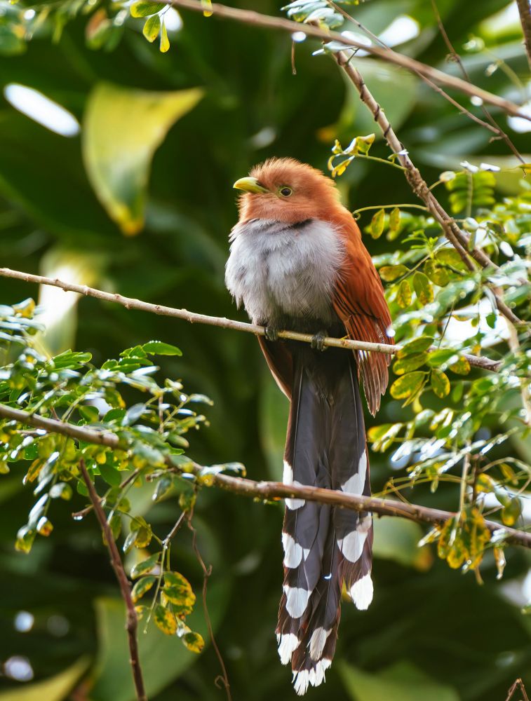 The squirrel cuckoo (Piaya cayana) is a striking, long-tailed cuckoo of tropical Americas, with rich rufous plumage, yellow bill, squirrel-like movements, loud calls, and a diet of insects, spiders, and small vertebrates