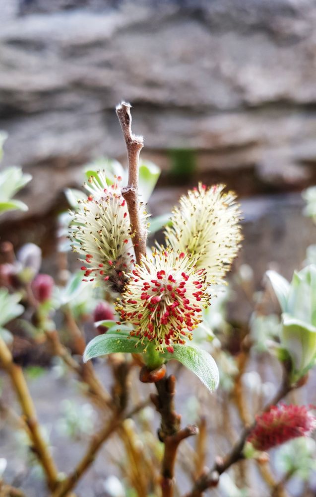 Willow (Salix species),displaying its catkins. Willow catkins are soft, silky, and often silvery structures that emerge before leaves, resembling tiny cat paws; they feel velvety and mark the coming of spring.