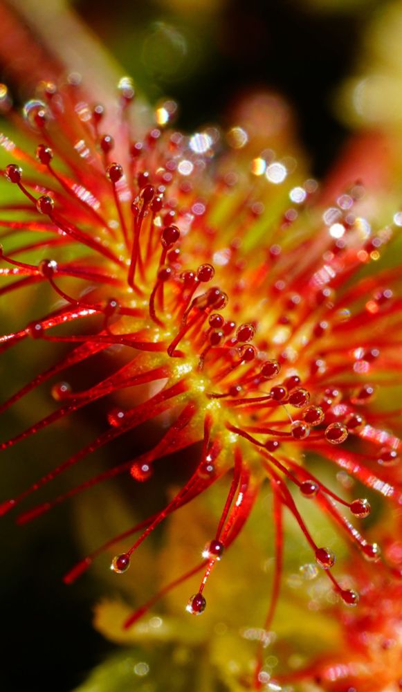 Macro shot of a carnivorous Sundew (Drosera)The droplets that give sundews their name are a highly viscous, sticky mucilage. This sweet-smelling glue acts as a sophisticated flypaper trap.