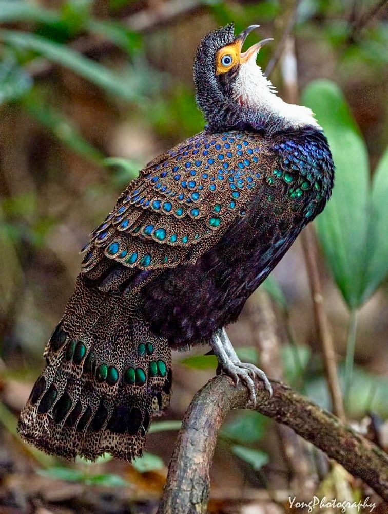 The Palawan Peacock-pheasant is a medium-sized bird endemic to the forests of Palawan, Philippines. The male has iridescent blue-green ocelli on its feathers, while the female is duller. It primarily forages for invertebrates and fruits on the forest floor