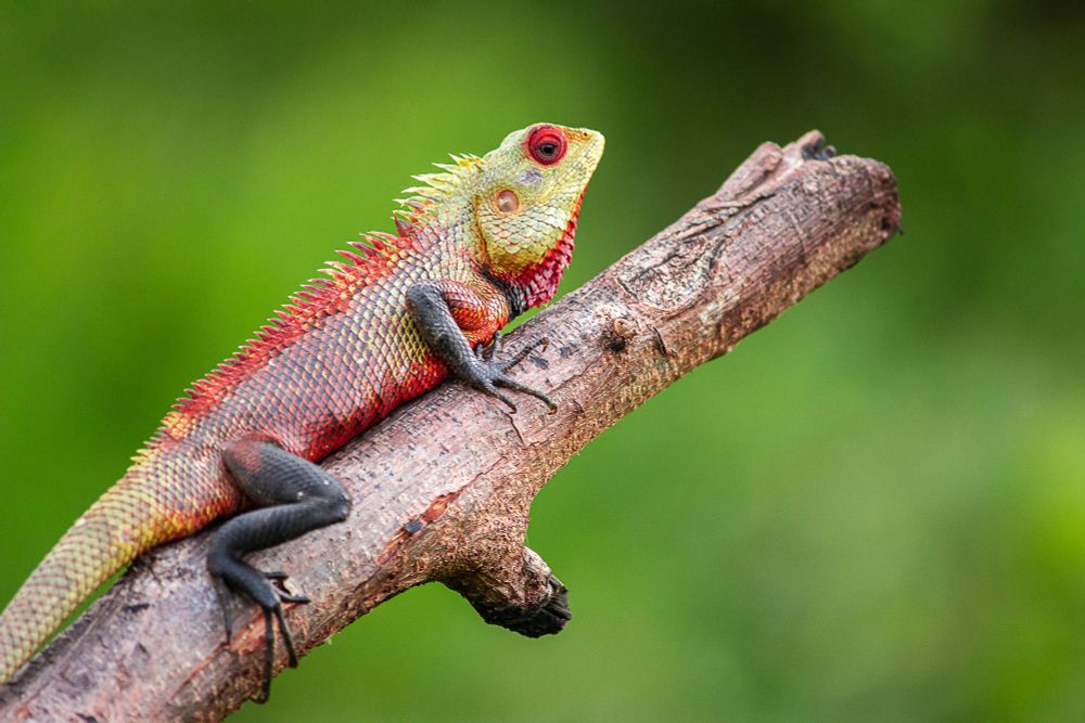Oriental Garden Lizard (Calotes versicolor), also known as the changeable lizard, Indian garden lizard, or common garden lizard.Preys on small vertebrates, such as other lizards (like geckos), rodents, and even small birds or their nestlings.