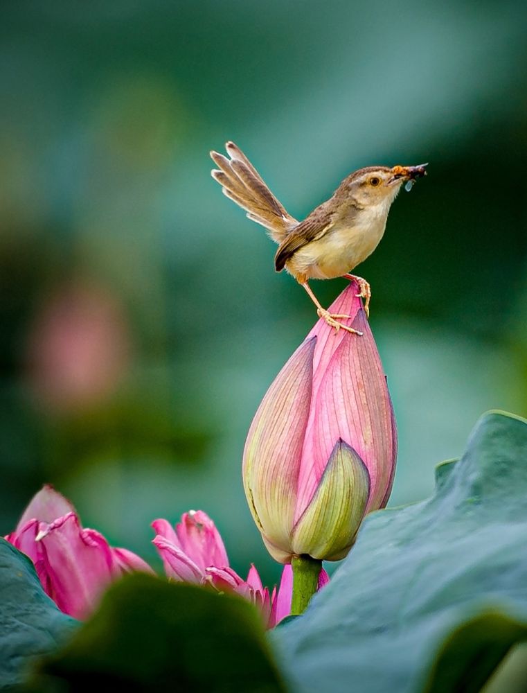 Plain Prinia (Prinia inornata).found across a large part of South and Southeast Asia. Takes invertebrates like spiders, ants, beetles, caterpillars, and other arthropods.