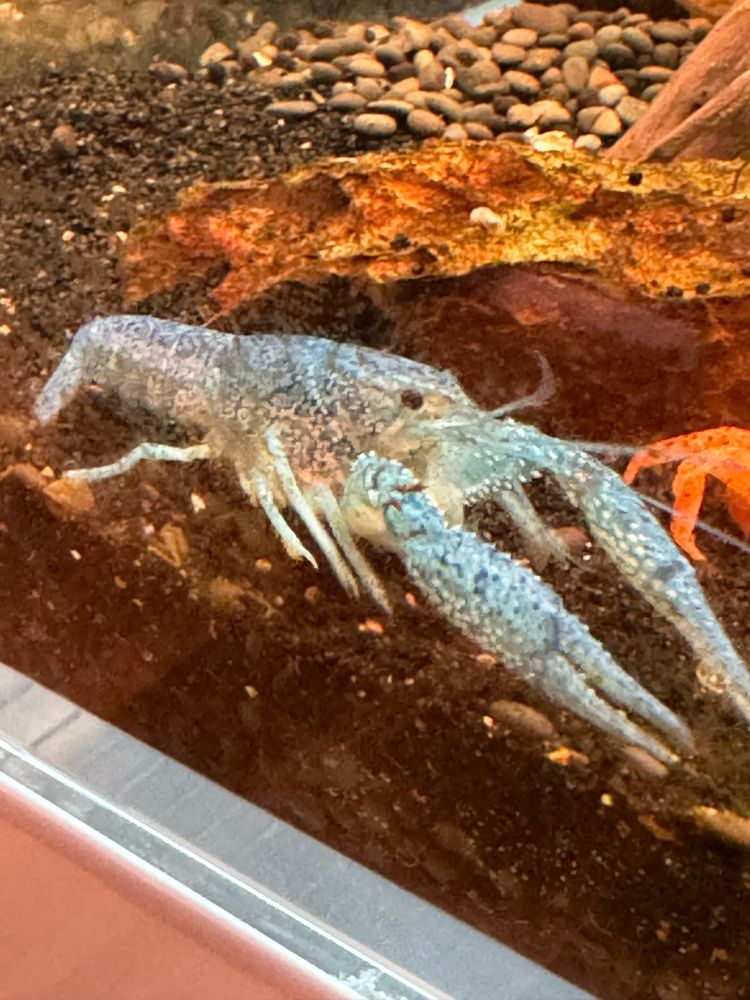 Blue crayfish