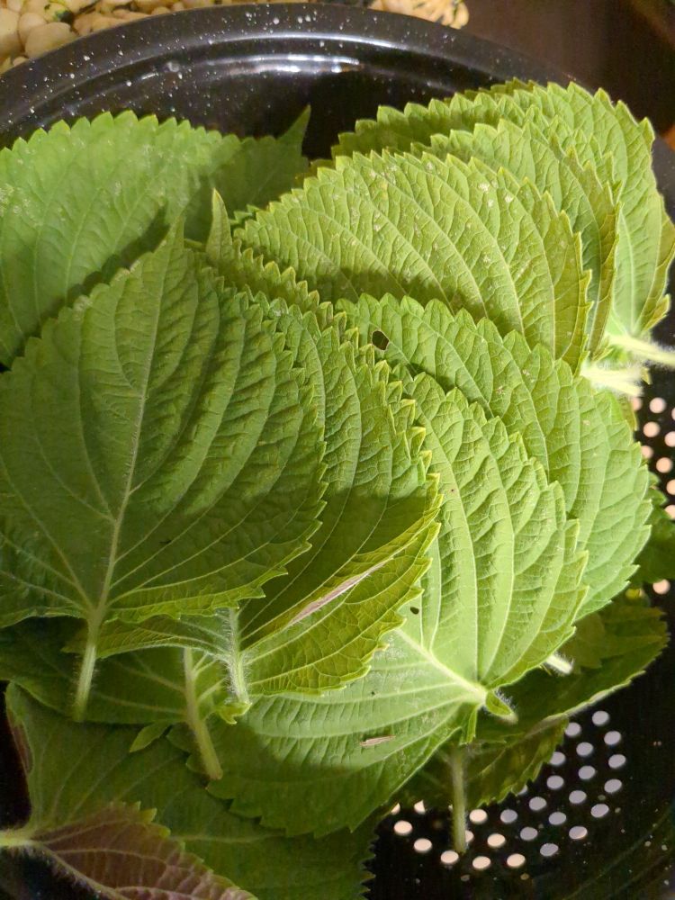 A pile of Korean perilla (shiso) sits in a colander 