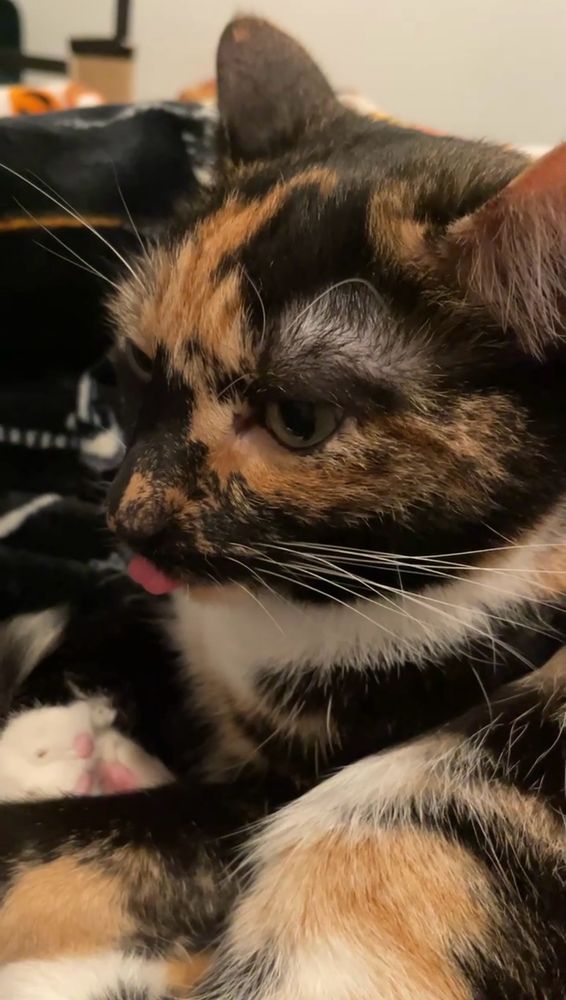 A close up of a calico cat laying on a black blanket with her head turned partly to the left looking deep in thought and doing a blep with her tongue. 