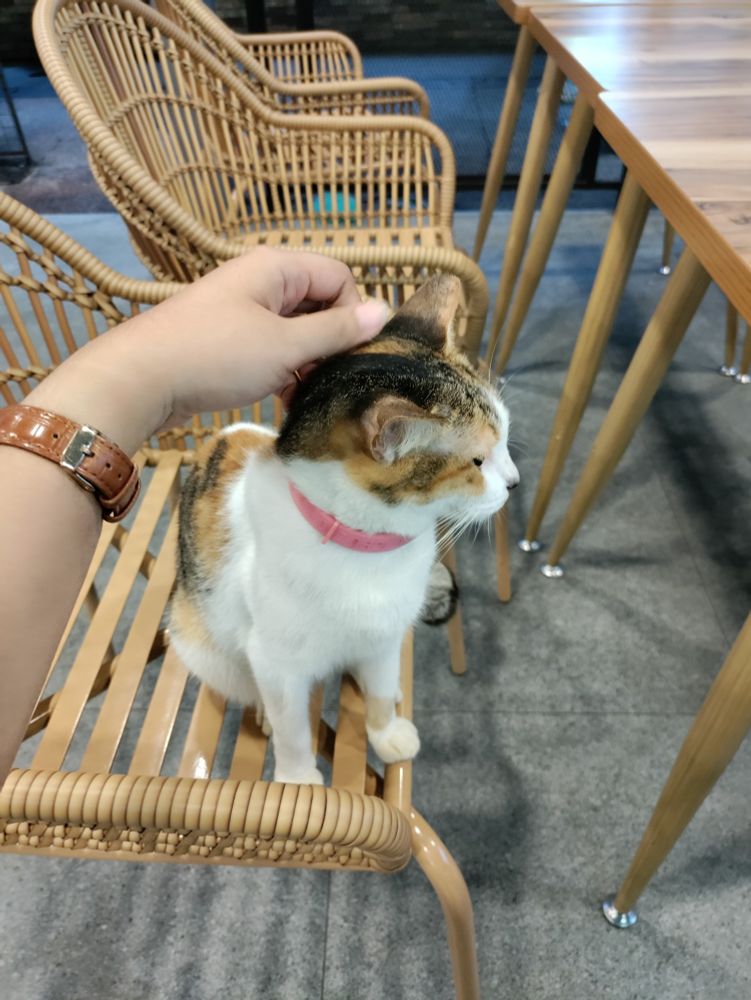 The reference photo. The OP's hand is seen stroking the cat's head