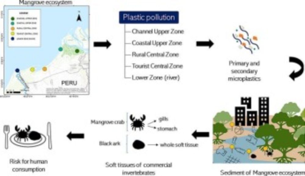 Prevalence of microplastics in Peruvian mangrove sediments and edible mangrove species