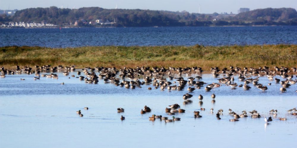 Ostseeschutz: Statt effizientem Nationalpark nur erste Schritte