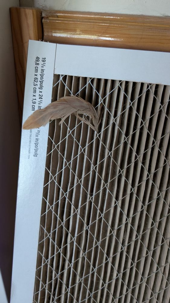 From the corner of an air conditioning filter, red with west Texas dust, a curved feather sticks out, also red with dust.