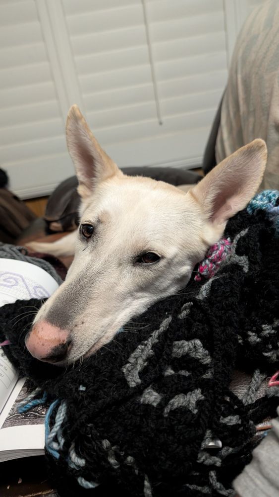 Penny, a white German Shepherd mix with a long muzzle, pink nose, and comically large ears, lazily rests her head on a crumbled mosaic crochet project, which is holding open a book of patterns.
